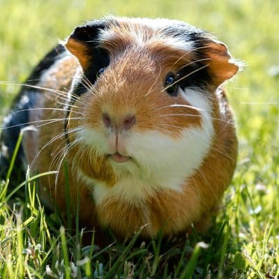 Gedomesticeerde cavia