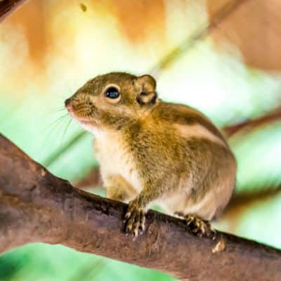 Chinese gestreepte boomeekhoorn