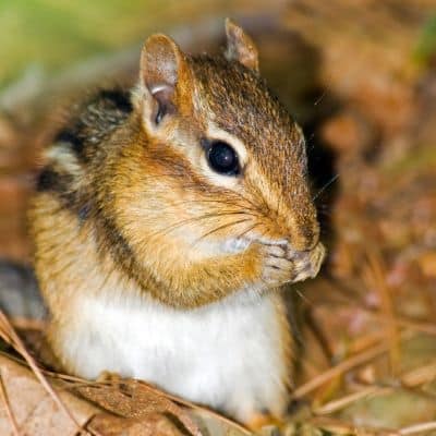 Oostelijke wangzakeekhoorn / Chipmunk