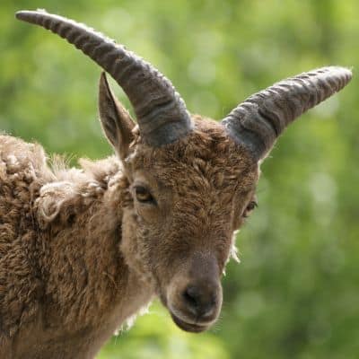 Dagestantoer / Oost-Kaukasische toer