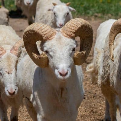 Dalls schaap / Dunhoornschaap