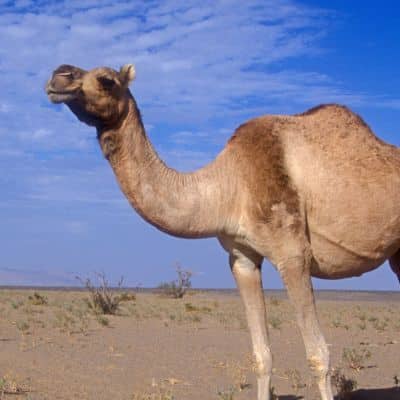 Dromedaris