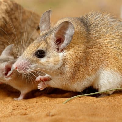 Egyptische stekelmuis