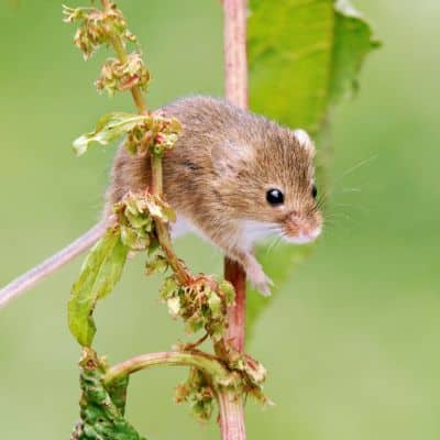 Europese dwergmuis