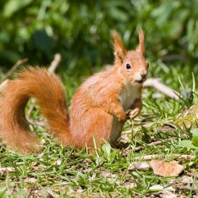 Europese rode eekhoorn