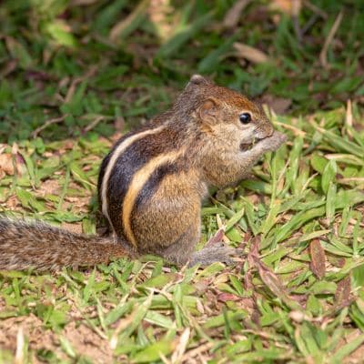 Finlaysonklapper- eekhoorn