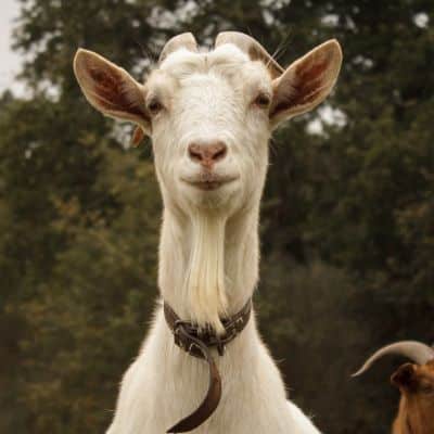 Gedomesticeerde geit