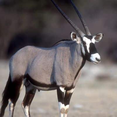 Gemsbok