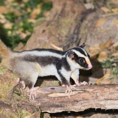 Gestreepte buideleekhoorn