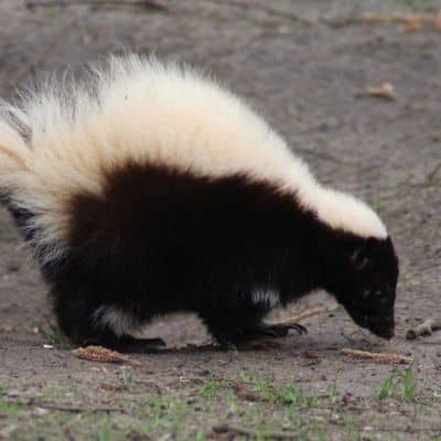 Gestreepte skunk / stinkdier