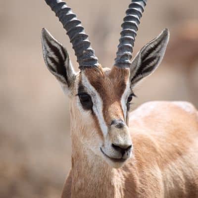 Grantgazelle