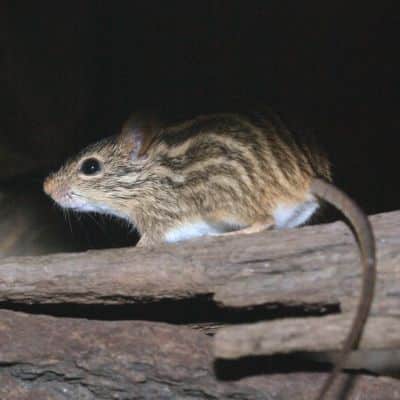 Grasmuis (Barbarus groep)