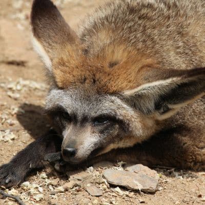 Grootoorvos (Lepelhond)