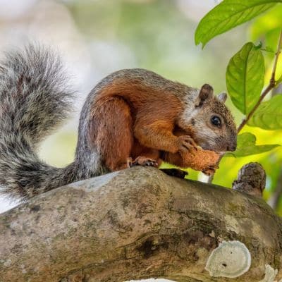 Grote gevlekte boomeekhoorn