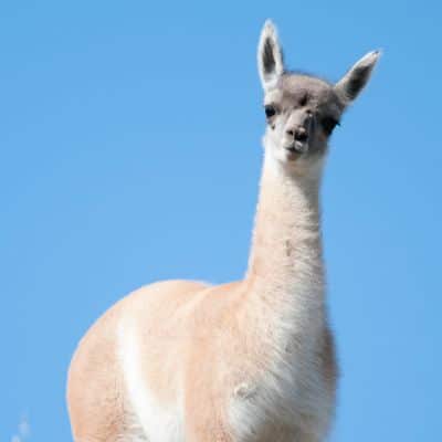 Guanaco
