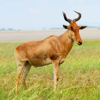 Hartebeest