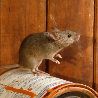 Huismuis