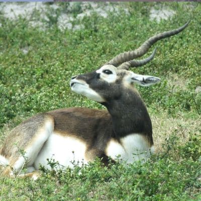Indische antilope
