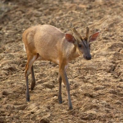 Indische muntjak / blaffend hert