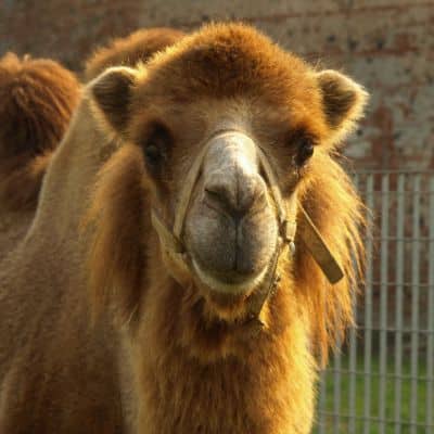 Kameel