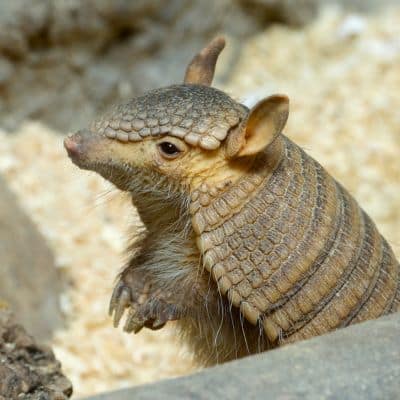 Klein behaard gordeldier