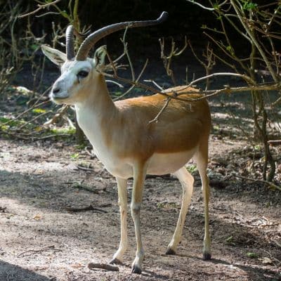Kropgazelle
