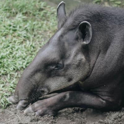 Laaglandtapir