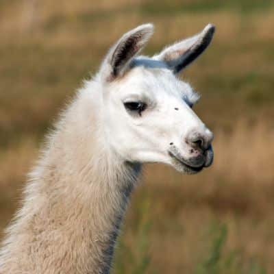 Lama