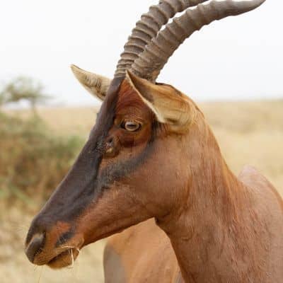 Lierantilope