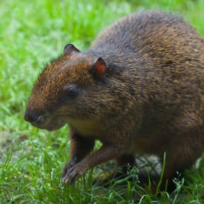 Midden-Amerikaanse agoetie