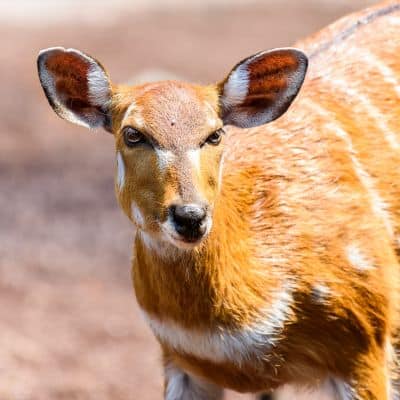 Sitatoenga / moerasbok