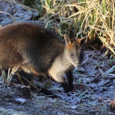 Moeraswallaby