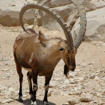 Nubische steenbok