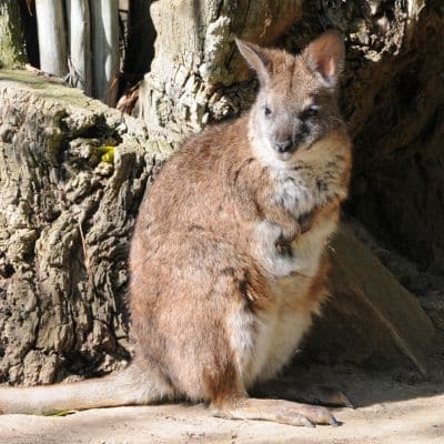 Parmawallaby