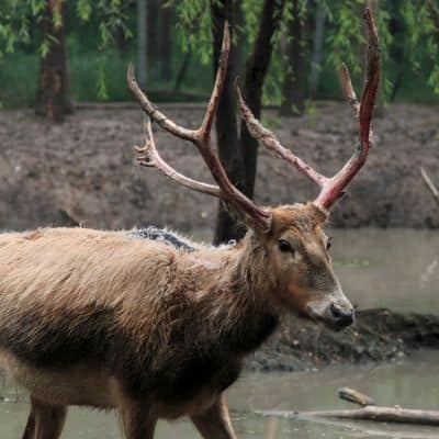 Paterdavidshert / milu