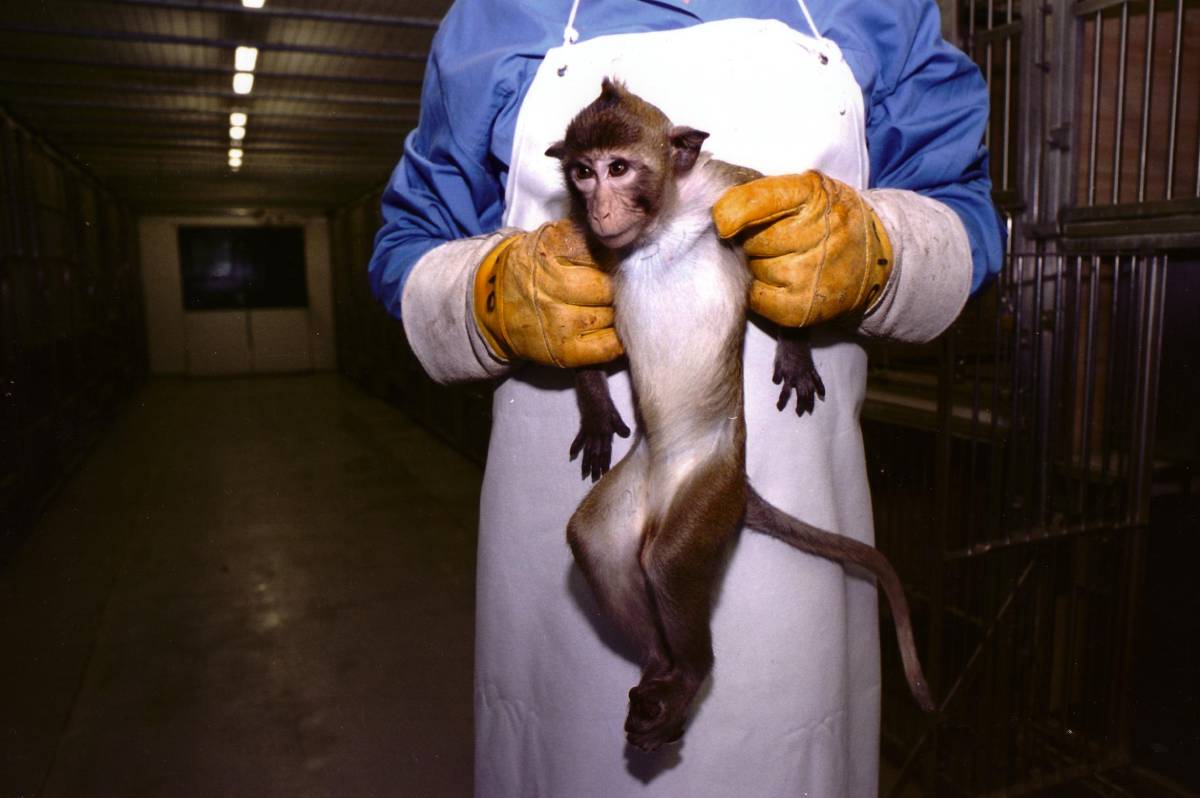 Rhesusaap proefdier