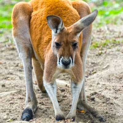 Rode reuzenkangoeroe