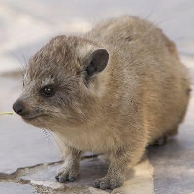 Rotsklipdas / Kaapse klipdas / dassie