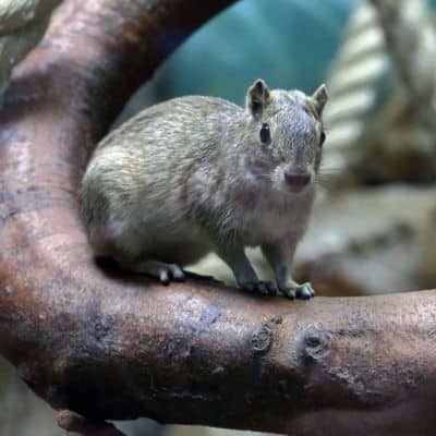 Rotsmoko / rotscavia