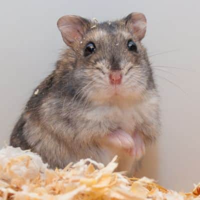 Russische dwerghamster
