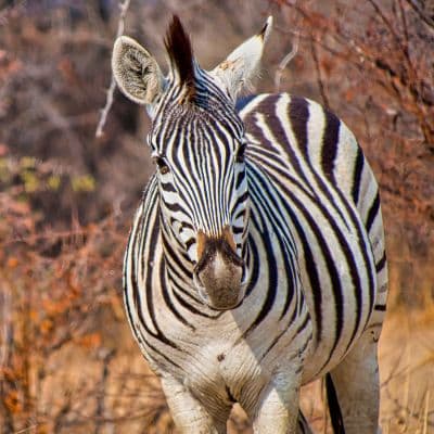 Steppezebra