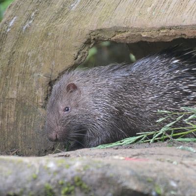 Sumatraans stekelvarken