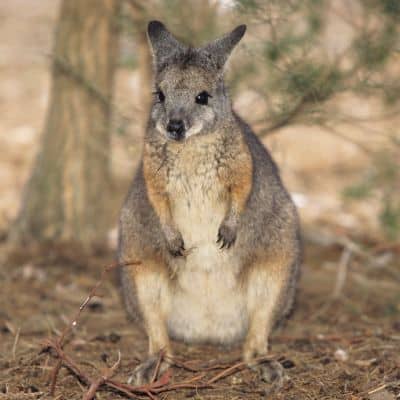 Tammarwallaby