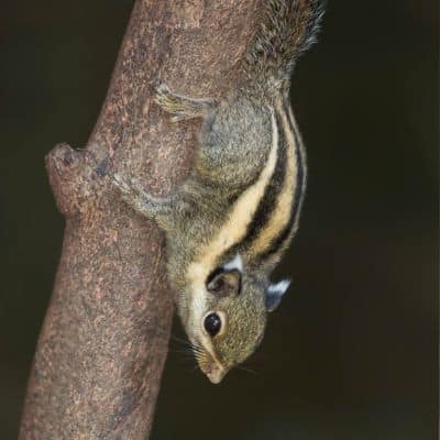 Thaise dwergstreepeekhoorn