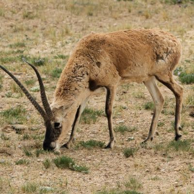 Tibetaanse antilope