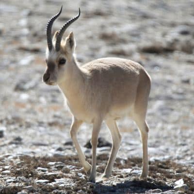 Tibetaanse gazelle