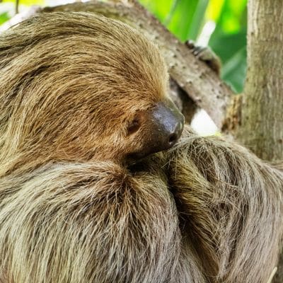 Tweevingerige luiaard