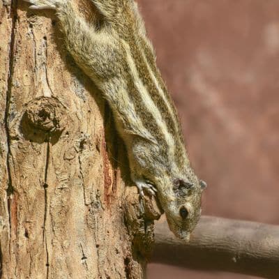 Vijfstrepige palmeekhoorn