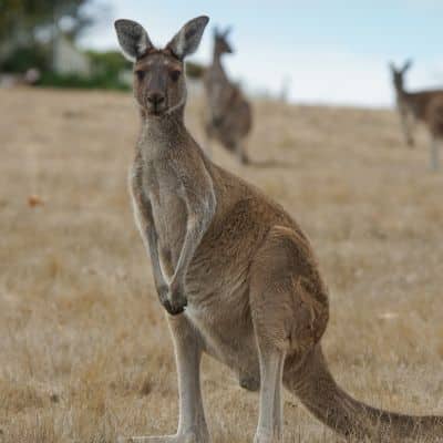 Westelijke grijze reuzenkangoeroe