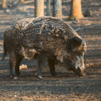 Wild zwijn